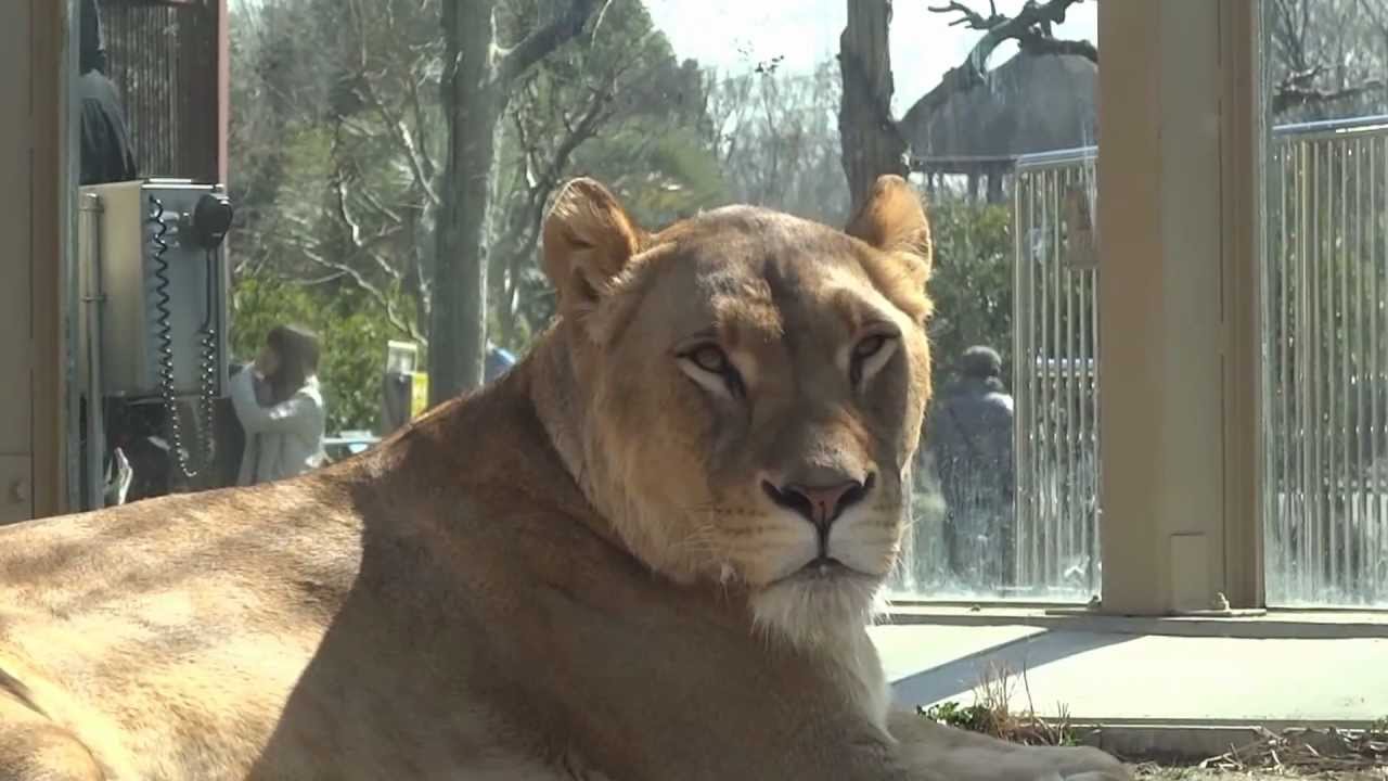 東武動物公園 ライオントンネル Lions In Toubudoubutsu Park Youtube