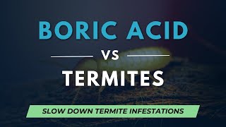 Boric Acid to kill Termites - Does Borax work as Termite Treatment?