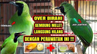 CARA MENGATASI CUCAK IJO OVER BIRAHI + MINUMAN PENURUN BIRAHI AMPUH !!!