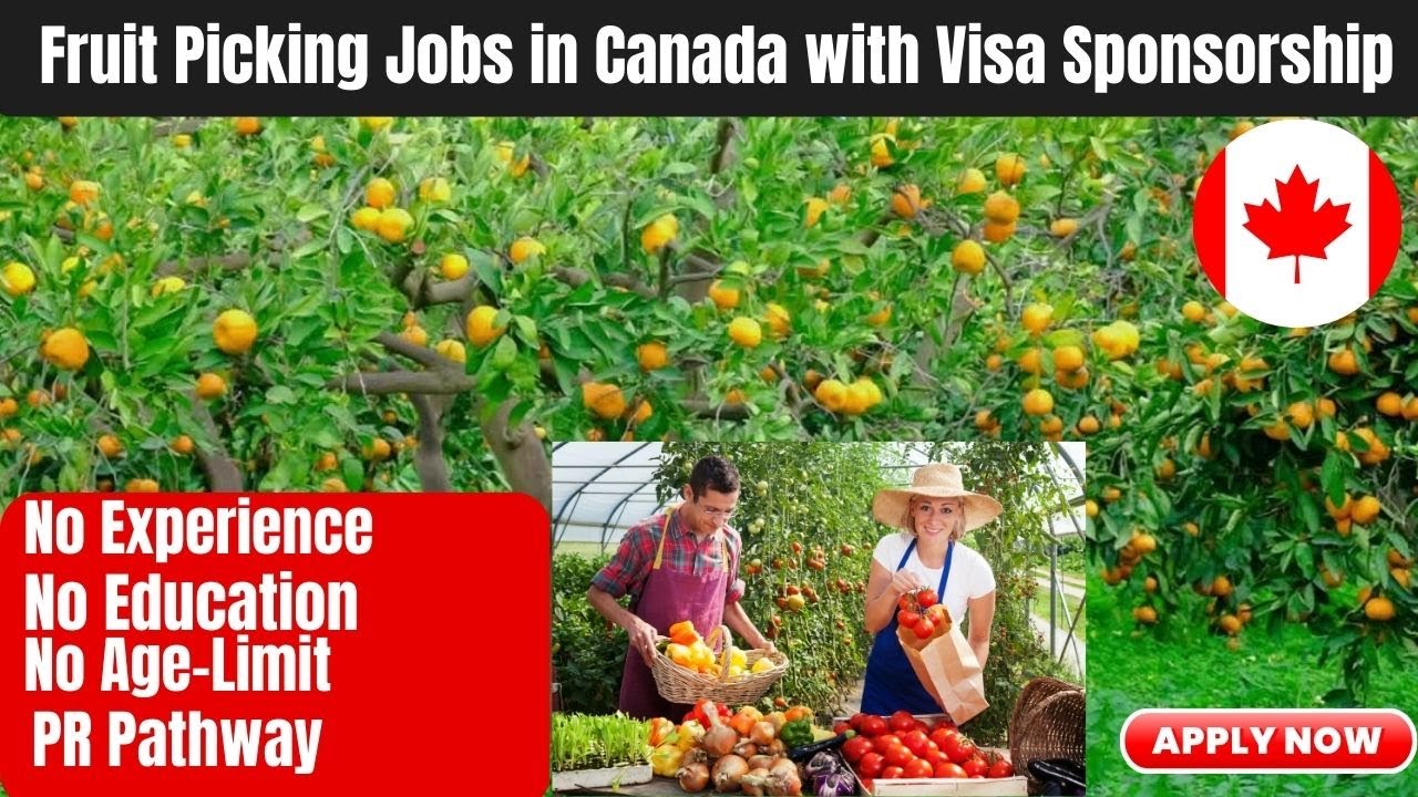 CANADA FRUIT PICKER AND HARVESTING JOBS WITH VISA SPONSORSHIP DIRECT
