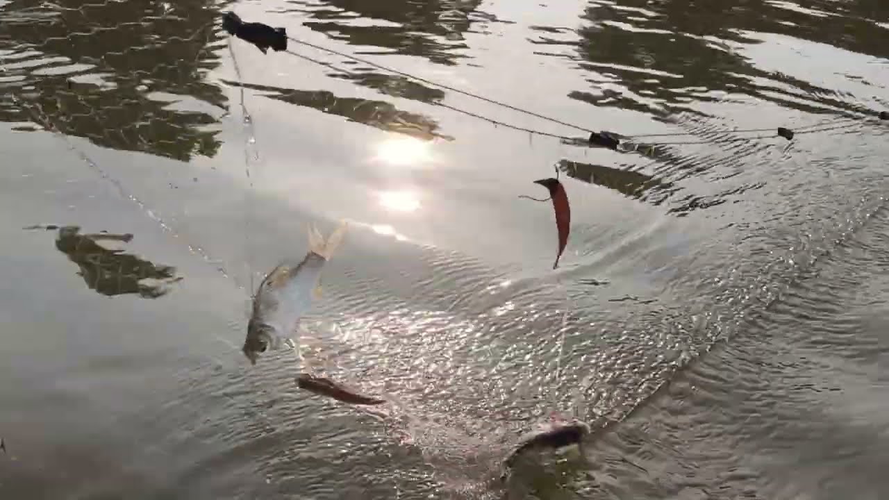 เช้านี้ผลงานของแม่วาสนา🐠🐠🐟