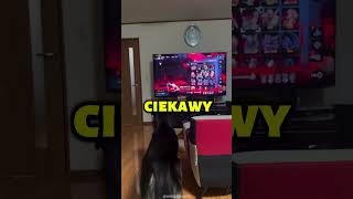 Ten PIES Naprawdę Się WYSTRASZYŁ!👻🐶