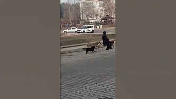 هجوم كلاب عنيف علي البشر كلاب الشوارع Funny 