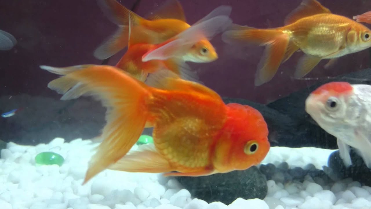 Mixed breed fan tail gold fish tank - YouTube