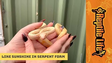 Albino Darwin Carpet Python | Reptile Life Adelaide