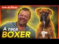 TUDO SOBRE A RAÇA BOXER! | RICHARD RASMUSSEN