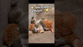 👉 “El momento más tierno de Punch 🥹🐒”