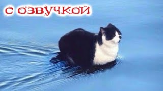 ПРИКОЛЫ С КОТАМИ! С ОЗВУЧКОЙ! Самые смешные животные! Смешные коты и собаками 2023! ТЕСТ НА ПСИХИКУ! screenshot 5