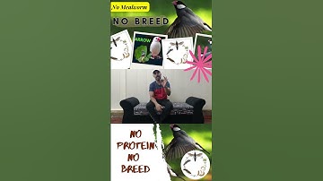 Fawn Java , Java Sparrow , Java Finch , Lovebird , White Java , Silver Java  #javasparrow #birds