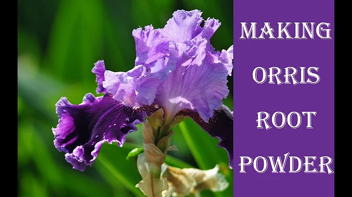 Making Orris Root Powder - How to make fragrance fixative with Iris Roots - DayDayNews