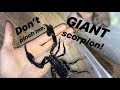 Scorpion and its huge 