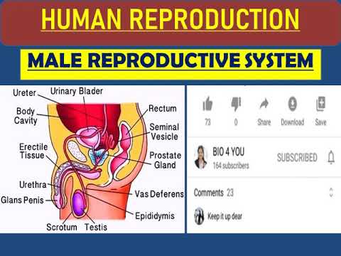 male reproductive system assignment slideshare