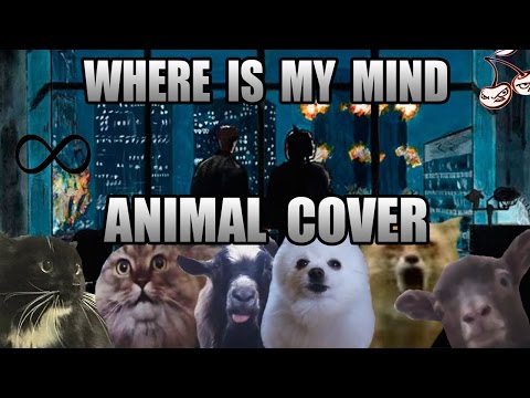 The Pixies - Where Is My Mind (Animal Cover)