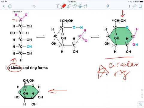Chapter 5 Screencast 5.2 Carbohydrates