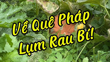 “Về Quê Pháp - Thu Hoạch Rau Bí Và Nấu Bữa Ăn Đậm Chất Việt !”