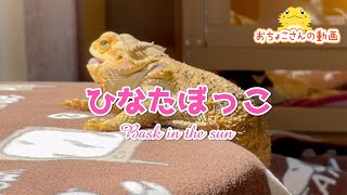 【日向ぼっこ】アクシデントはつきもののフトアゴヒゲトカゲ☆おちょこさん Beardeddragon