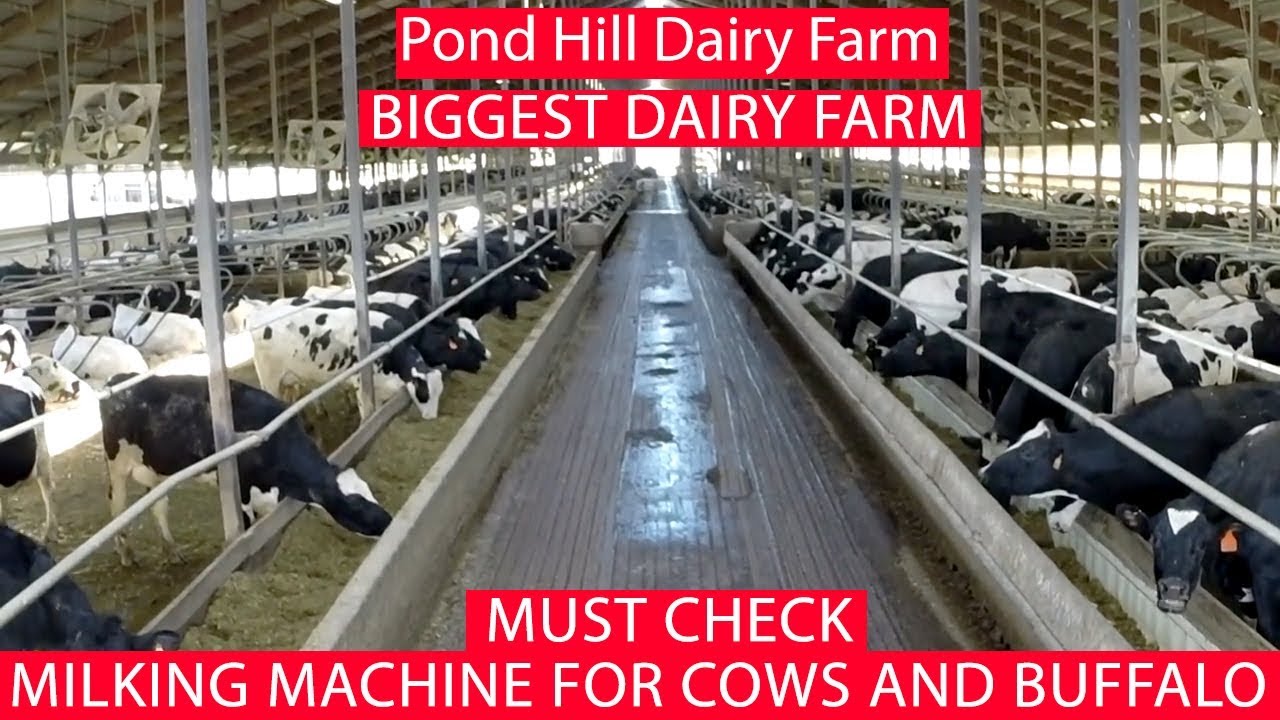 Pond Hill Dairy Farm I Biggest Farmer World I Founded In 2000 I Cattle Farming I Parrot Studio Youtube