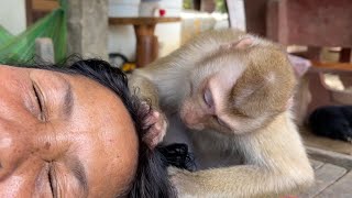 Nice Talking While Grooming Zueii| Monkey Grooming Grandma