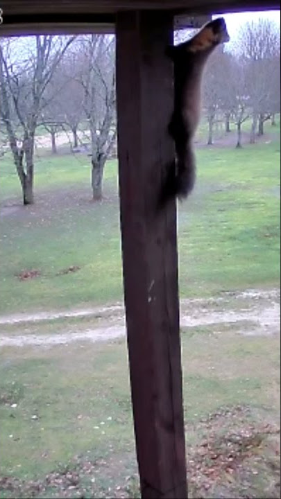 Nesankcionēta ielaušanās - cauna nofilmēta apsardzes kamērā/Pine Marten
