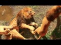 何度も噛みつくオスライオン　Raging Lion.