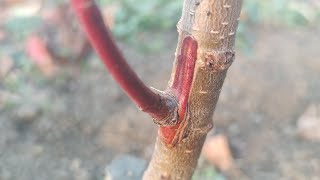 GRAFTING A PEACH WITH A BUD without wood