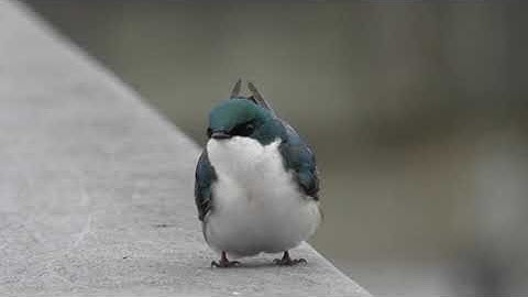 Tree Swallow Singing