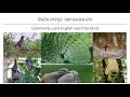 Commonly used birds in English to Odia (Oriya)