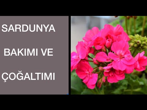 Video: Sardunya Baxımı: Müvəffəqiyyətin Sirləri