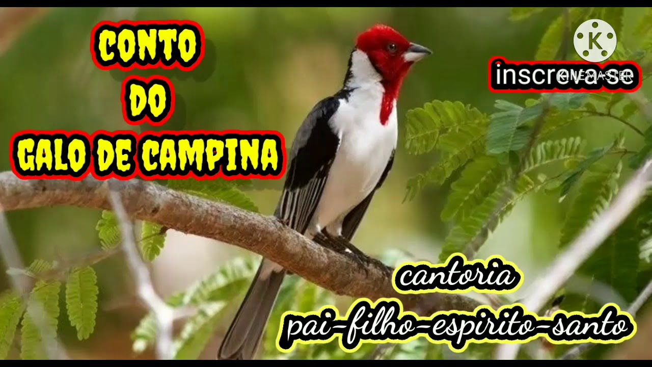 Como Deixar Um Galo De Campina Cantador
