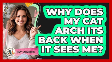 Why Does My Cat Arch Its Back When It Sees Me? - Happy Cat Handbook