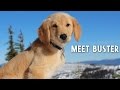 Meet buster sugar bowls newest patrol dog