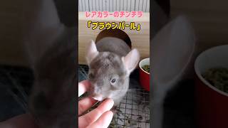 チンチラレアカラーブラウンパールのラテちゃん元気に成長中#shorts #チンチラ #chinchilla｜さおりんとチンチラのお家(saori&chinchilla.)