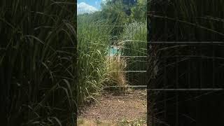 #explore #mannheim #shortvideo #shortvideos #trending #viral #beauty #iran #beautiful #summer