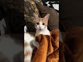 Feist cat