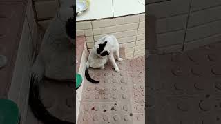 #cat #funny #viralvideo #memes #sasbahukejhagde #comedy #vews #like #cow #animals #video #goofyexpre