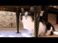 Cats 101 Animal Planet - Norweigan Forest Cat ** High Quality ** の動画、YouTube動画。