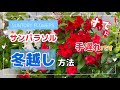 「サンパラソル 冬越し」方法 キッチリ説明します!もう遅い？切り戻し？切り戻ししないとダメ？いつ取り込むの？詳しく説明します
