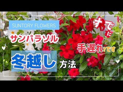 オラの冬越し、割れない正しい方法とは?