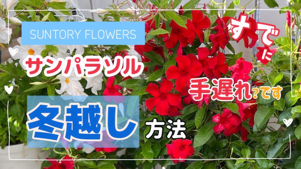 「サンパラソル 冬越し」方法 キッチリ説明します!もう遅い？切り戻し？切り戻ししないとダメ？いつ取り込むの？詳しく説明します