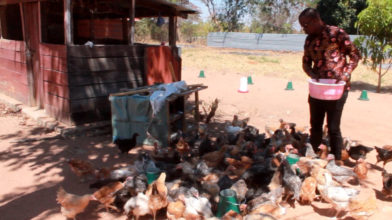 KUONA NI KUAMINI TAZAMA DC WA TABORA ANAVYOFUGA KUKU 