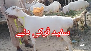 White Turkish Sheeps |Turkey Dumby|  Rates in Shahpur Kanjra Mandi