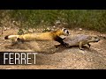 FERRET in Action! Facts about Fast and agile Ferret terrifies snakes, rabbits and squirrels