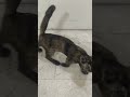 #cat #cute #catlover #animals #kitten #foryou #cutekittten #catcute #cutecatsounds #cuteanimal