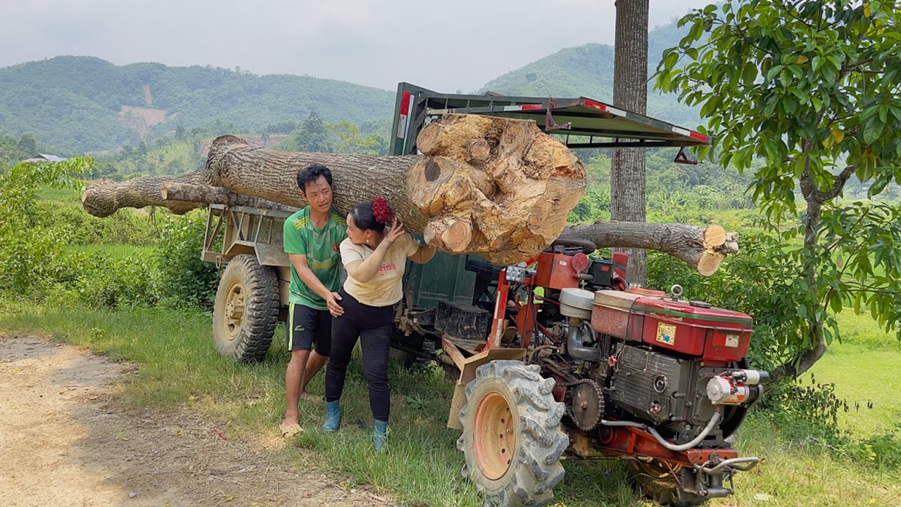 Agricultural vehicles transporting timber cut down giant trees near homes to avoid storm