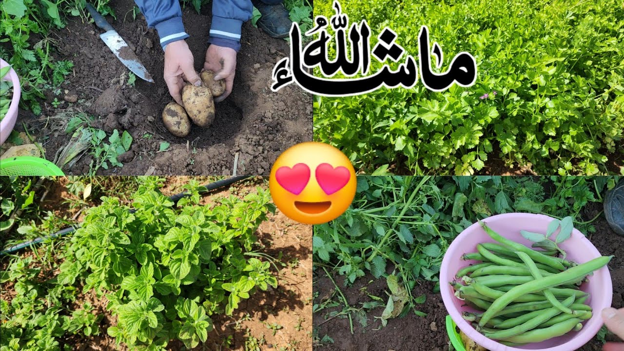 اجيو تشوفو معايا شنو زرعت من بعدما حفرت البير و الغلة اللي حصلت عليها