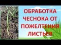 ОБРАБОТКА ЧЕСНОКА ОТ ПОЖЕЛТЕНИЯ ЛИСТЬЕВ. Как выращивать крупный чеснок. Желтеют листья на чесноке.