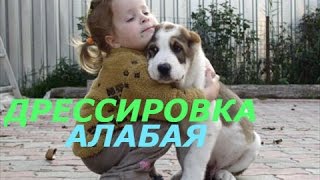 ДРЕССИРОВКА АЛАБАЯ