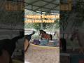 Morning Training of the little Ponies. #funnyshorts #pony #cuteanimals #horse #equestrianjourney