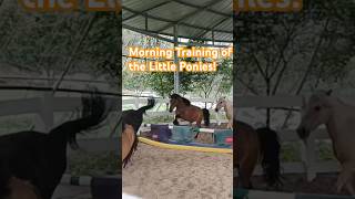 Morning Training of the little Ponies. #funnyshorts #pony #cuteanimals #horse #equestrianjourney