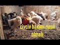 Civciv bakımı nasıl olmalı-civciv yetiştirme-civciv büyütme-civciv kafesi-civciv kafes sıcaklığı